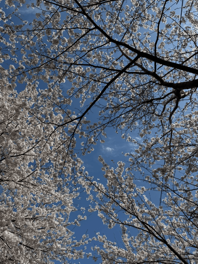 嵐の翌日の天気。よく耐えてきれいに咲き誇っている桜